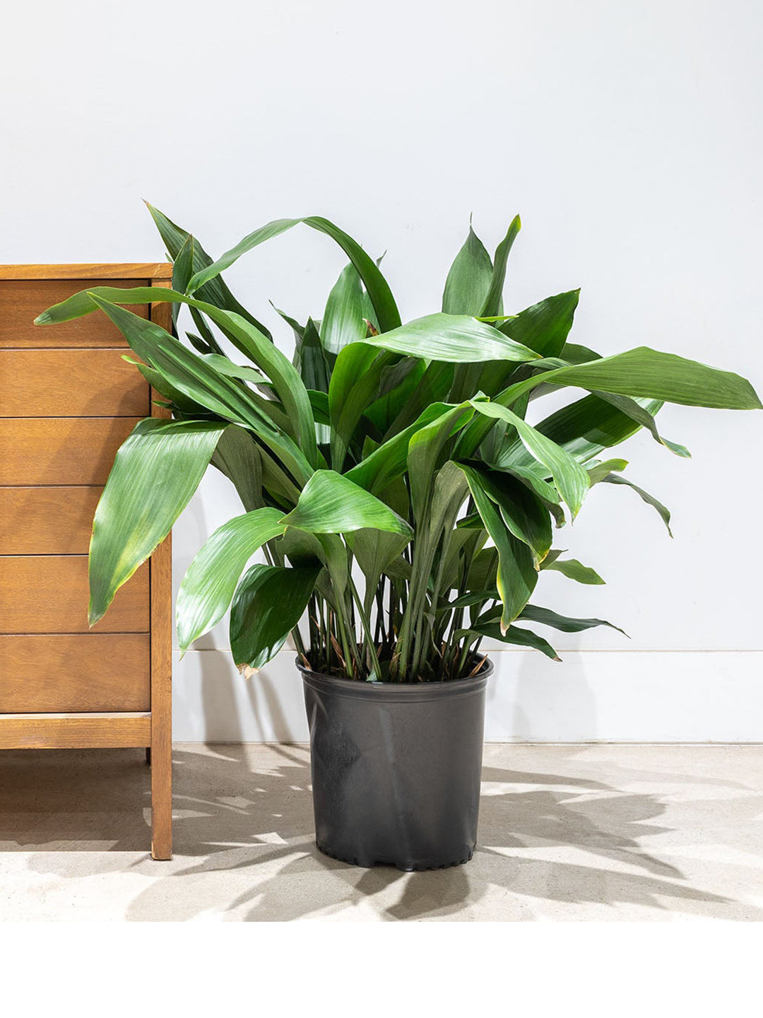 cast iron plant clean air Cast Iron Plant – Potclay