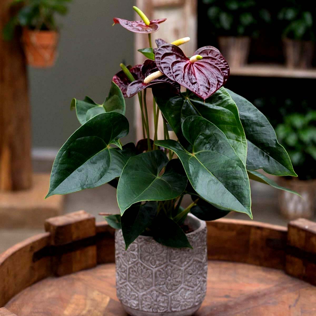 black marie anthurium price Anthurium Andraeanum 'Black' Love – Potclay