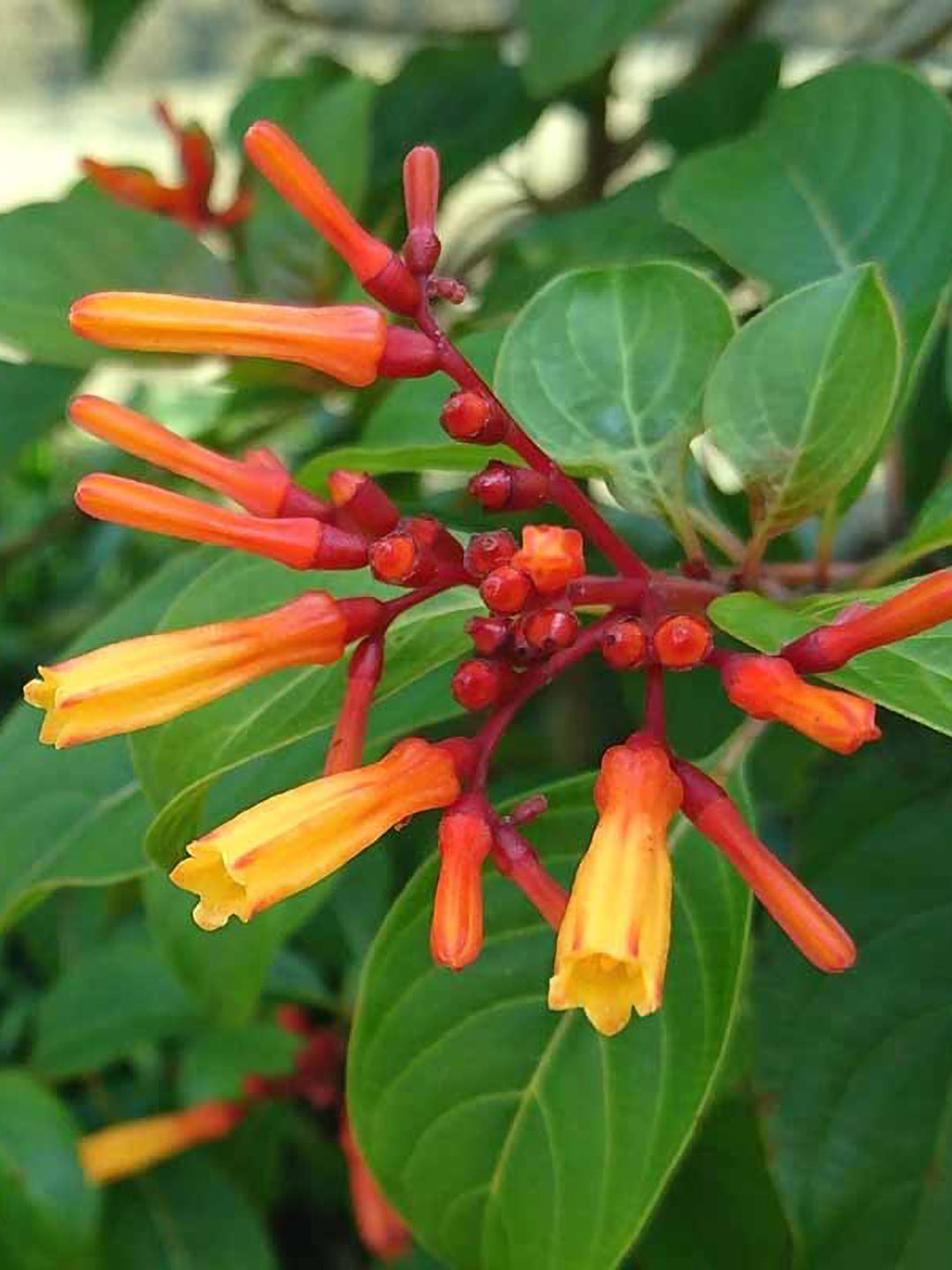 firebush succulent Firebush Plant – Potclay