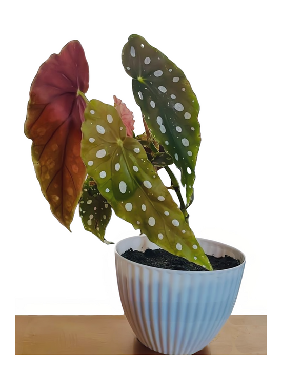 Begonia Polka Dot Plant