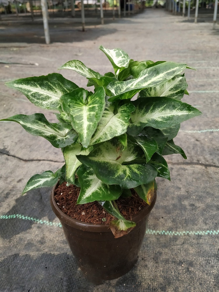 Syngonium Podophyllum Frizzly Plant or Arrowhead plant with Thick White Veins on Dark Green coloured leaves
