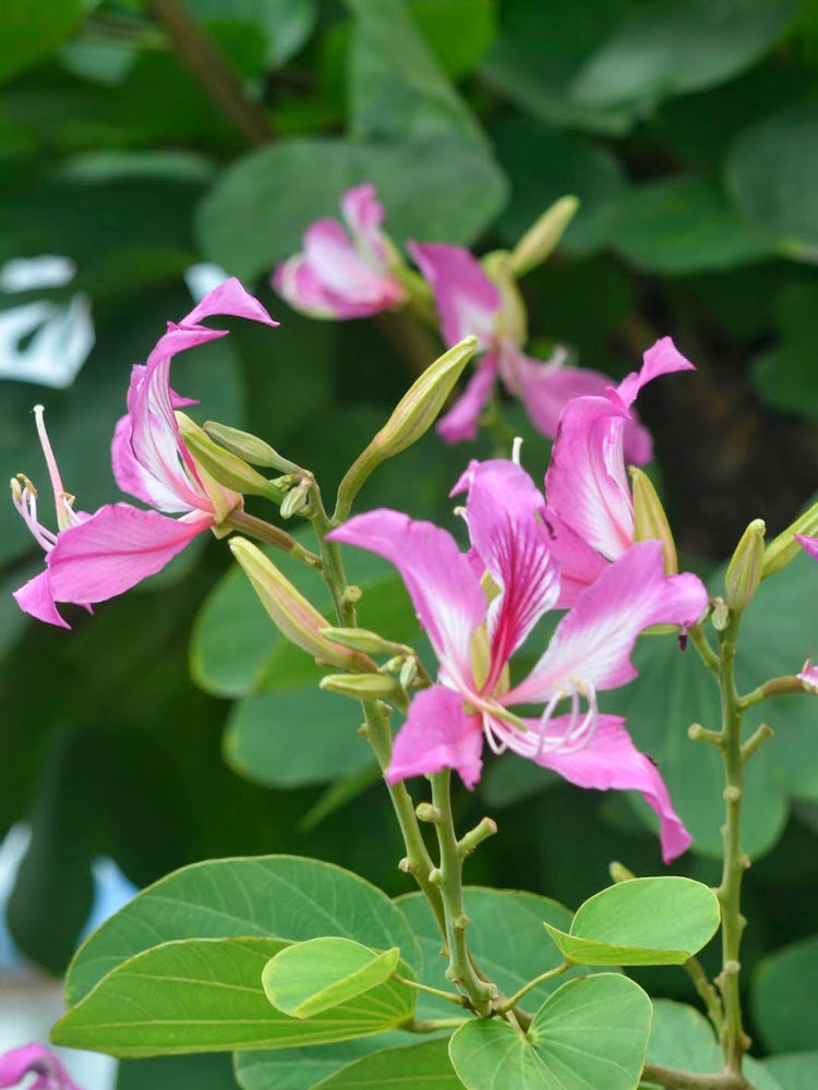 Bauhinia Purpurea