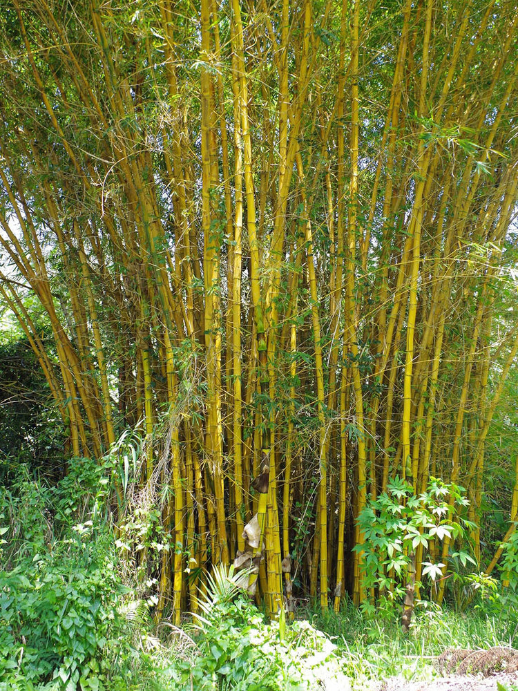 Bambusa Vulgaris