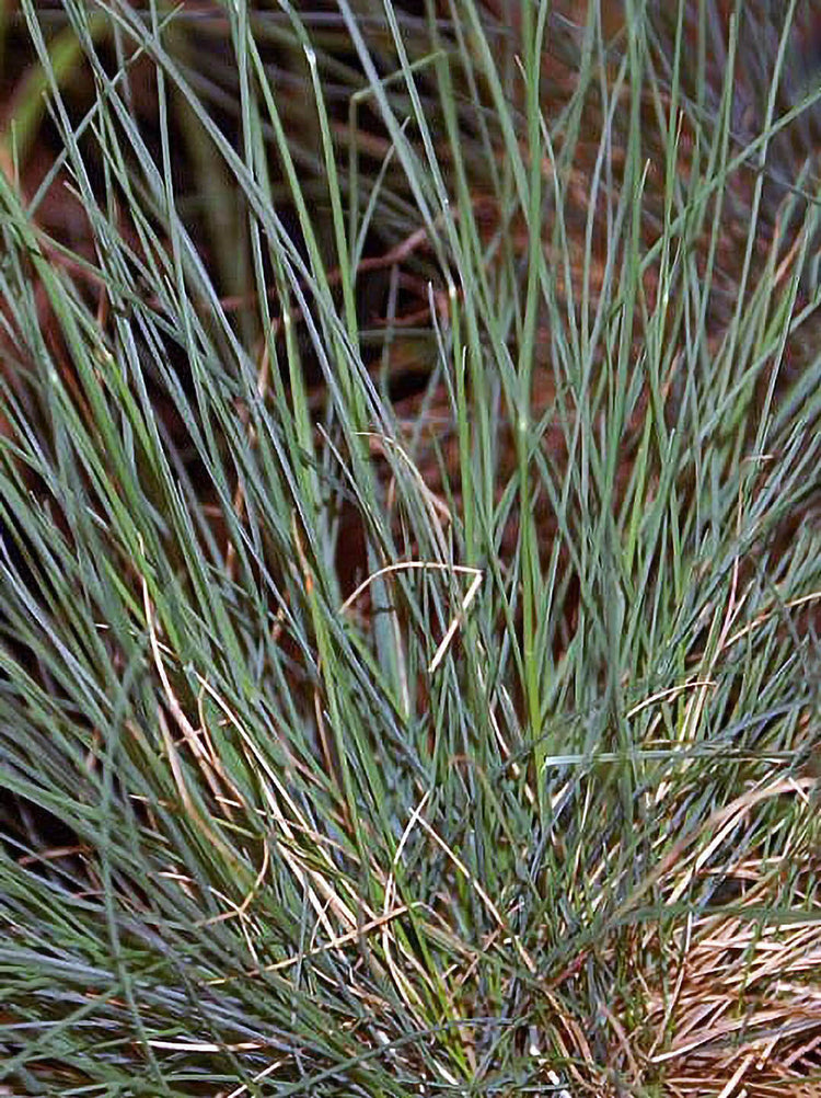 Festuca Ovina Glauca