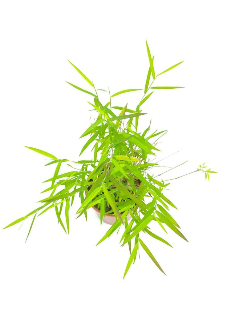 Pogonatherum Crinitum