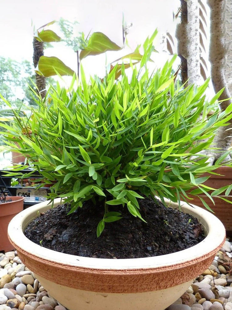 Pogonatherum Crinitum