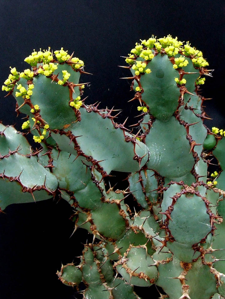 Euphorbia Coerulescens