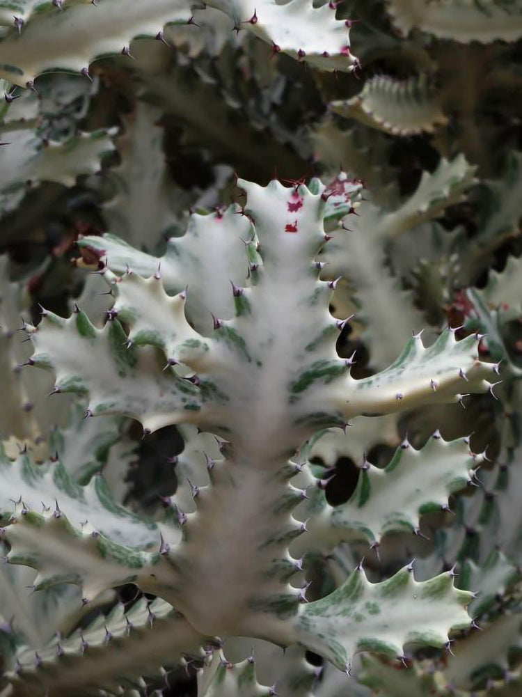Euphorbia Lactea Variegata