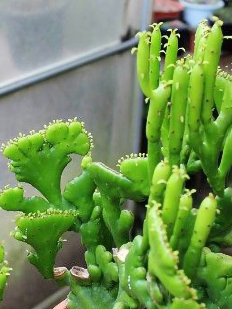 Euphorbia Alluaudii ssp oncoclada cristata