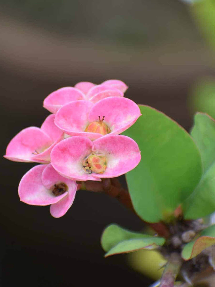 Euphorbia Milii Pink