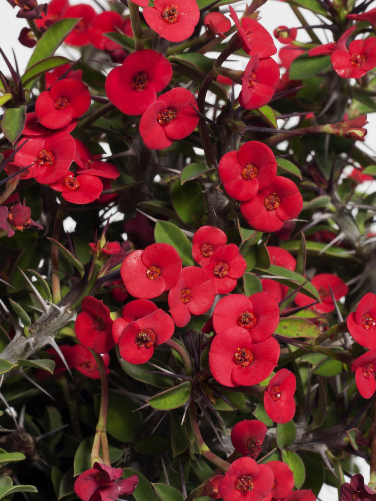 Euphorbia Milii Red