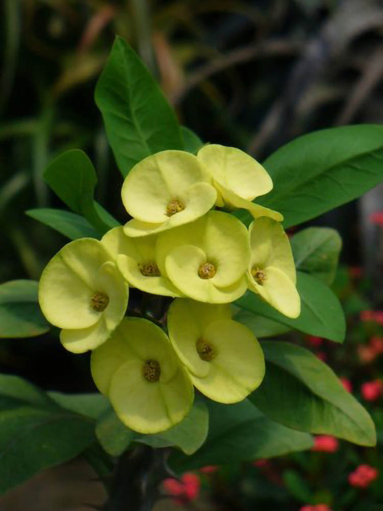 Euphorbia Milii Yellow