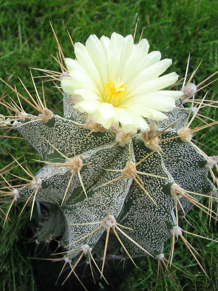 Astrophytum Ornatum