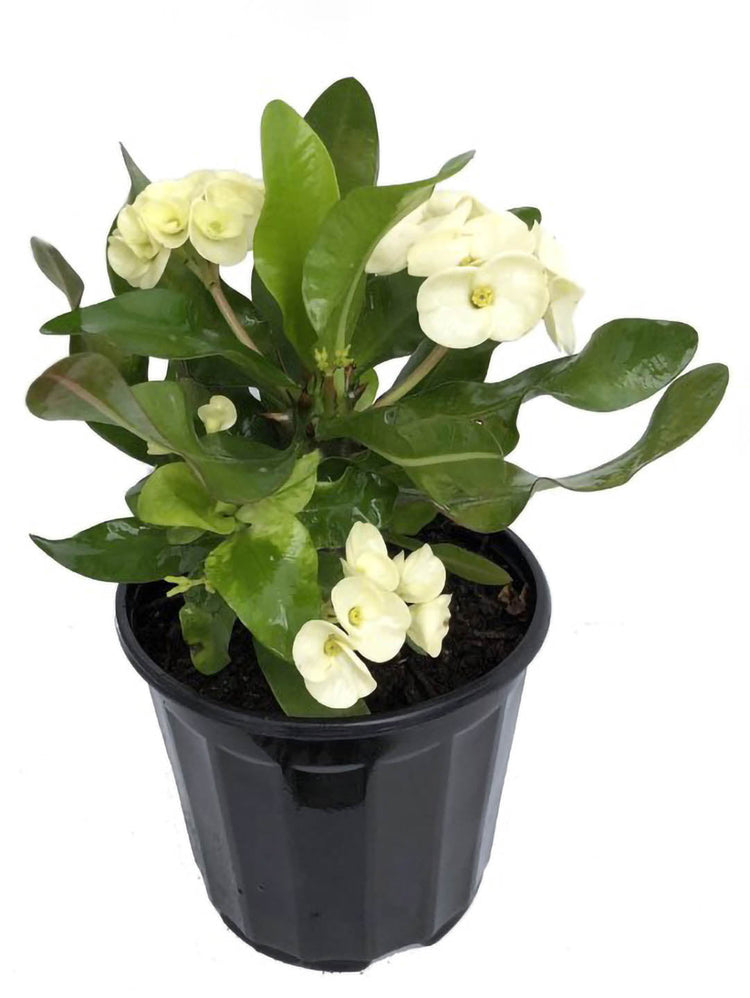 Euphorbia Milii White