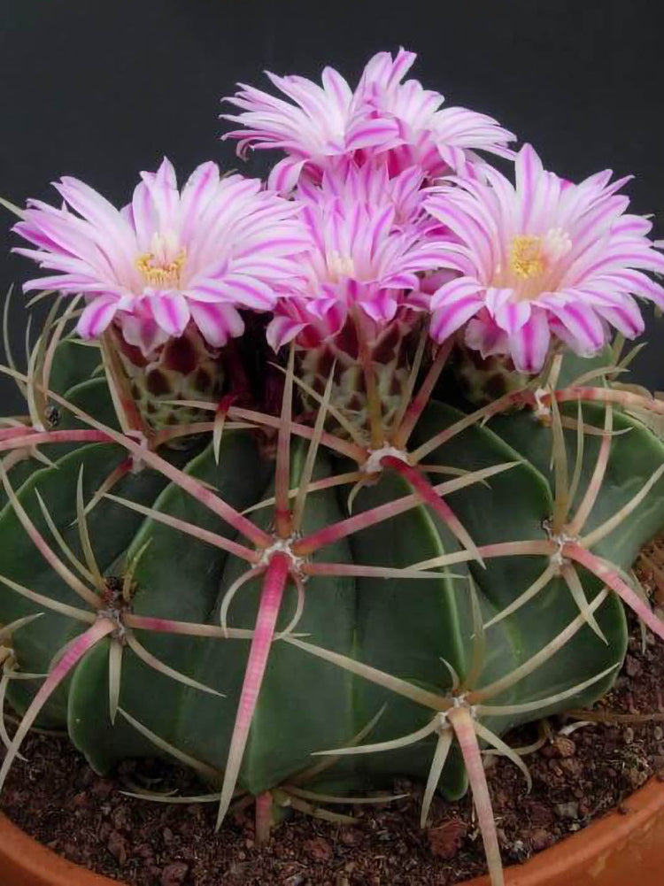 Ferocactus Macrodiscus