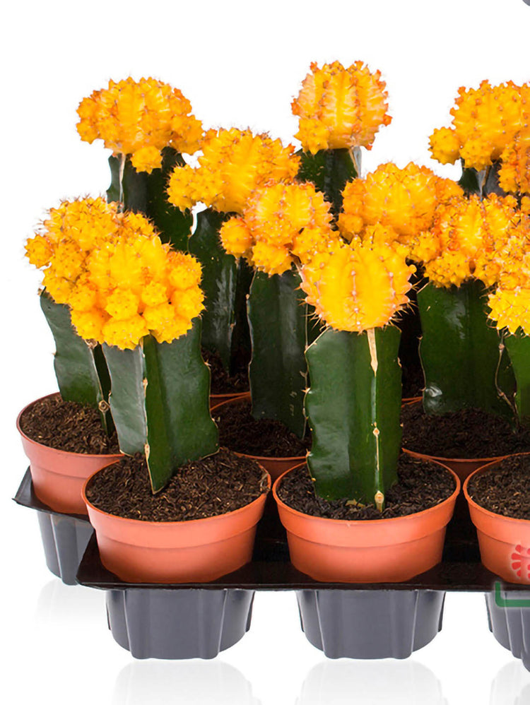 Gymnocalycium Mihanovichii Yellow