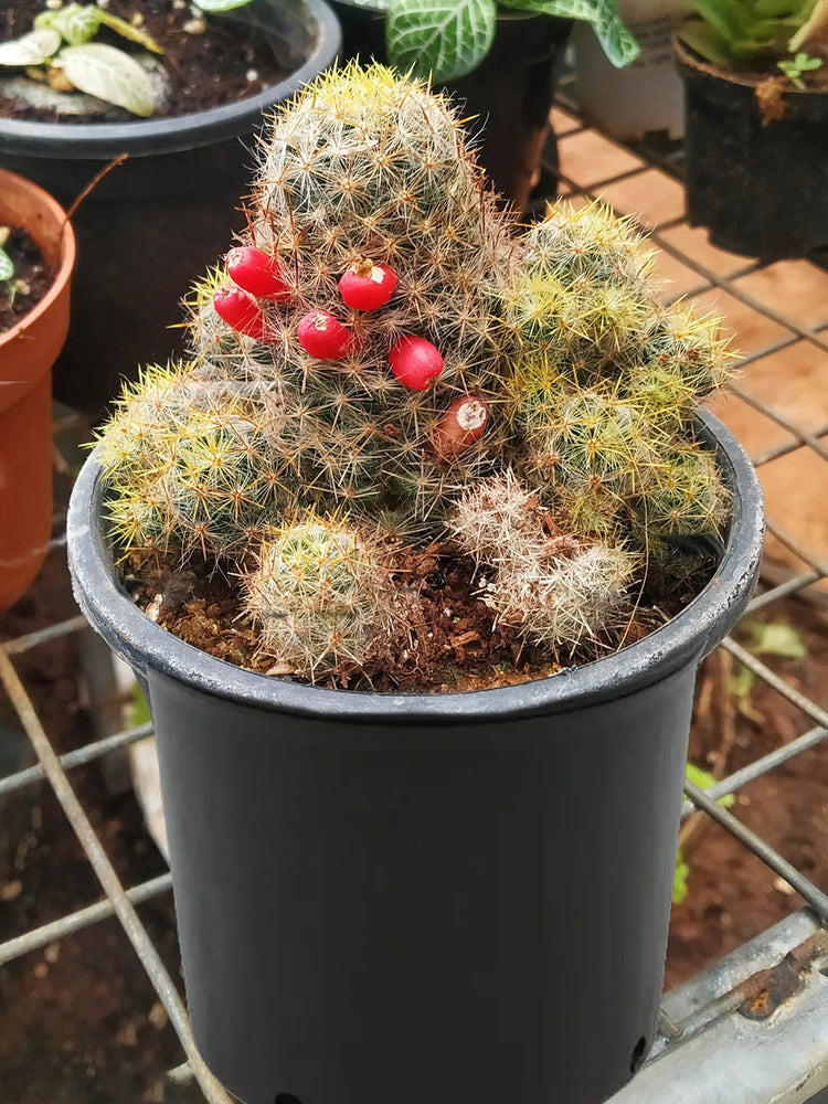 Mammillaria Prolifera