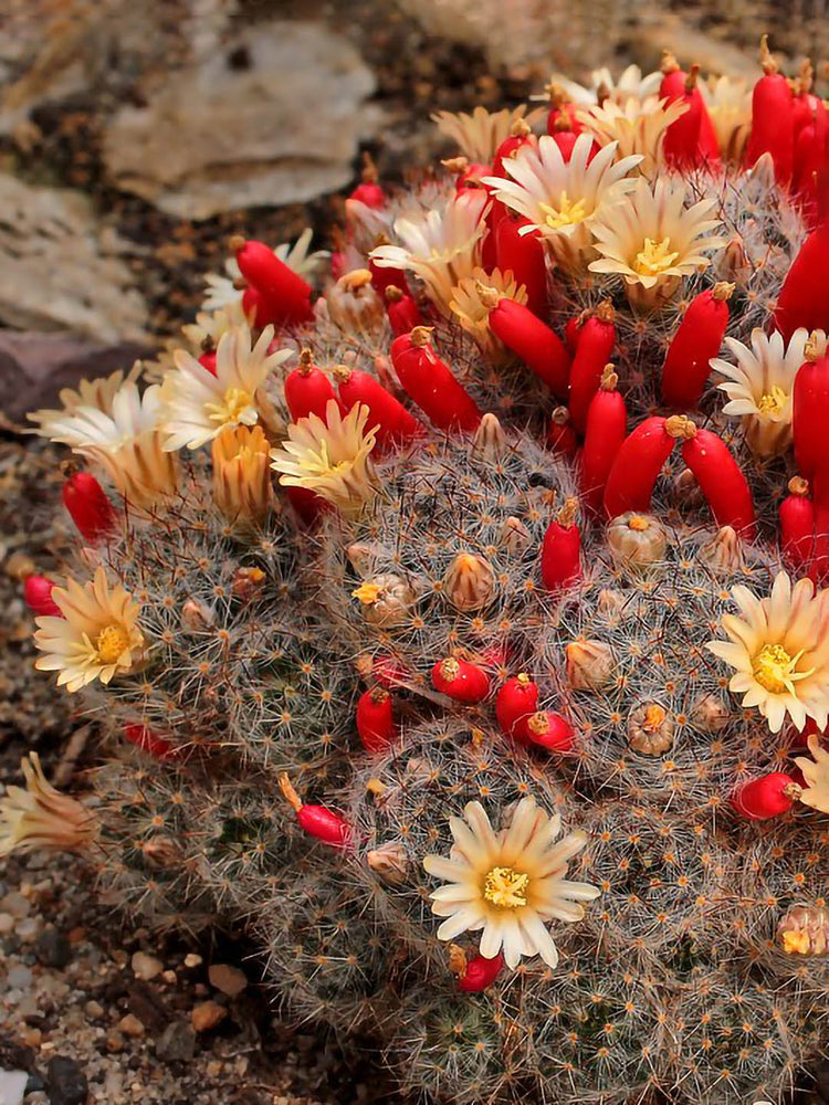 Mammillaria Prolifera