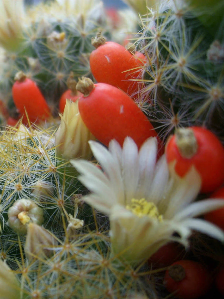 Mammillaria Prolifera