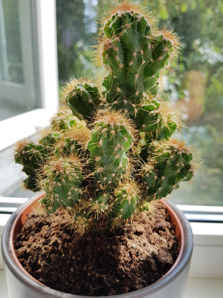 Cereus Repandus Monstrosus