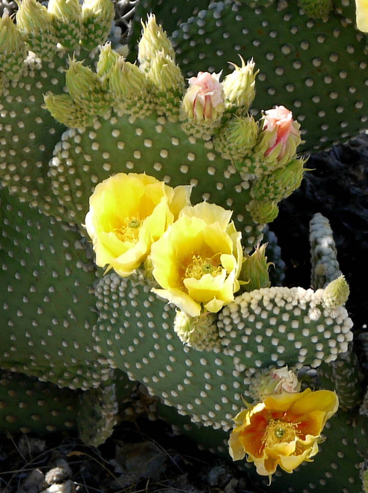 Opuntia Microdasys