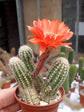 Chamaecereus Silvestrii Plant or Echinopsis Chamaecereus , Peanut cactus with Green coloured leaves and Scarlet Red coloured flower 