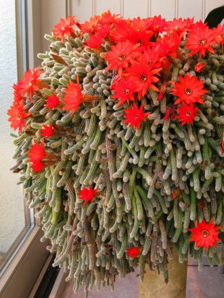Chamaecereus Silvestrii