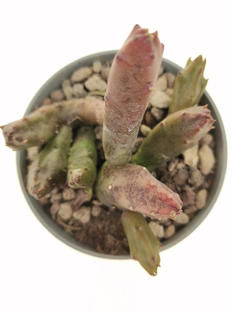 Stapelia Schinzii