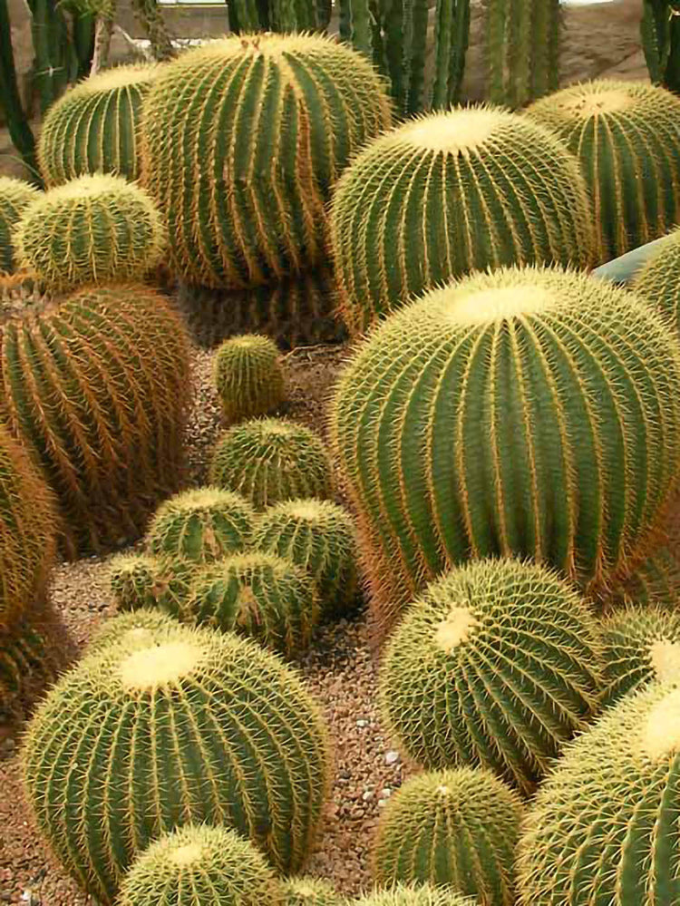 Echinocactus Grusonii