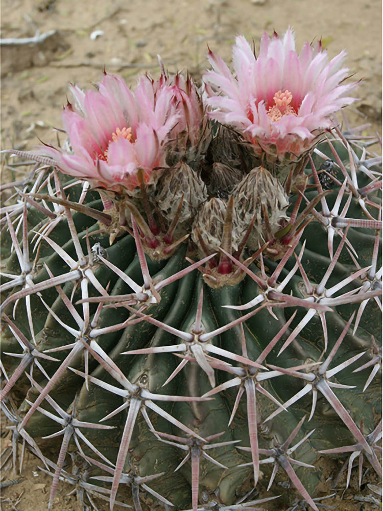 Echinocactus Texensis