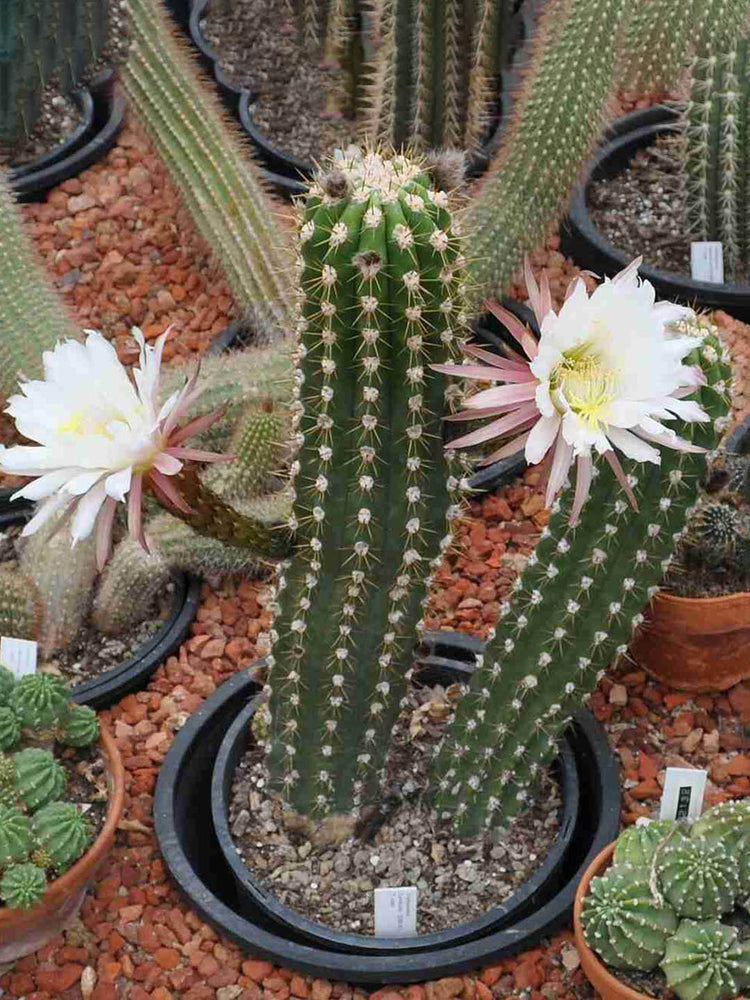 Echinopsis Candicans