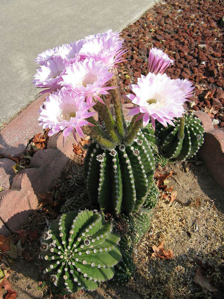 Echinopsis Eyriesii