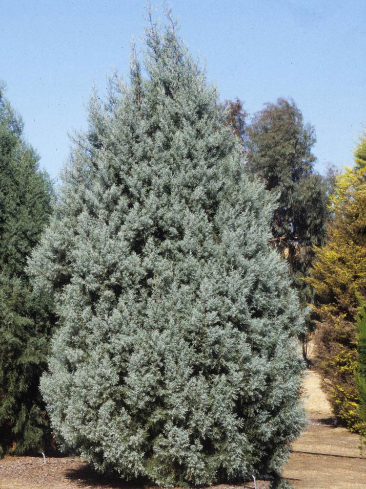 Chamaecyparis pisifera Silver Lode