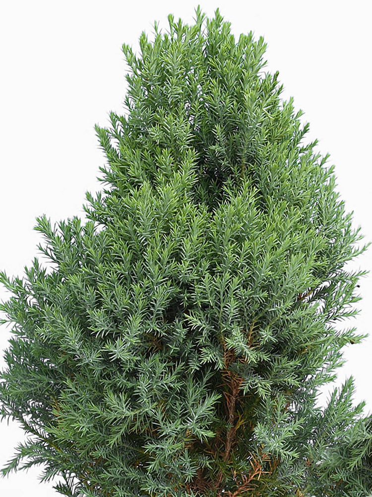 Cupressus Macrocarpa Green