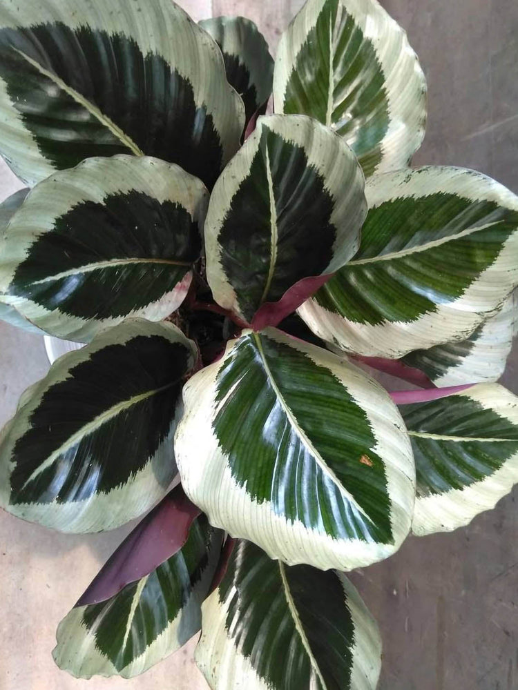 Calathea Roseopicta Cynthia