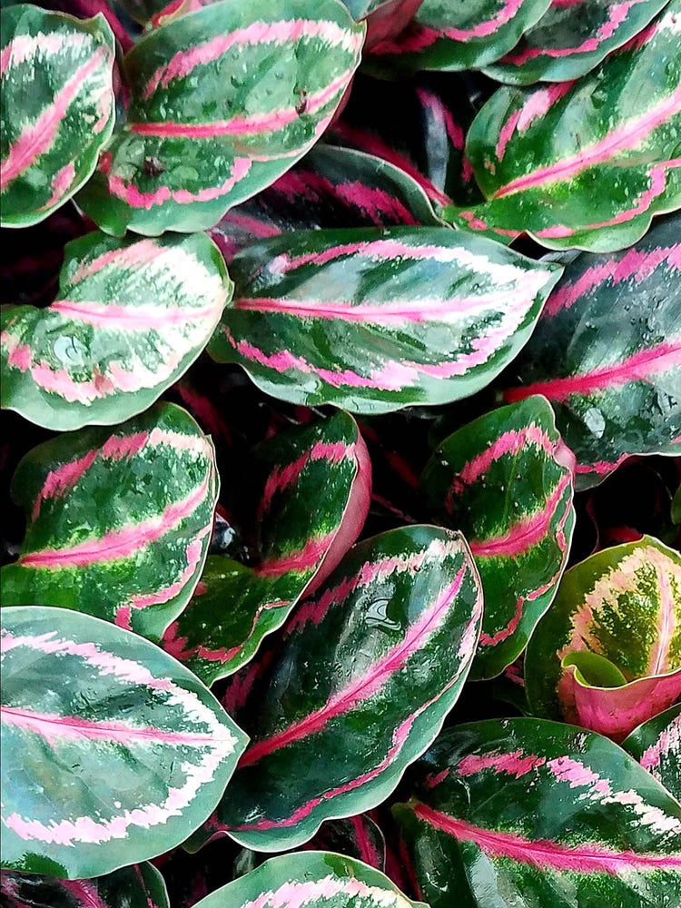 Calathea Roseopicta Illustris