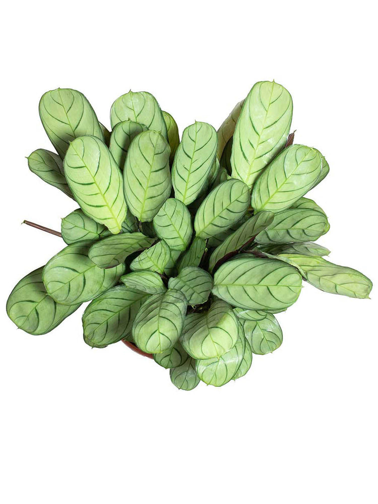 Calathea Burle Marx