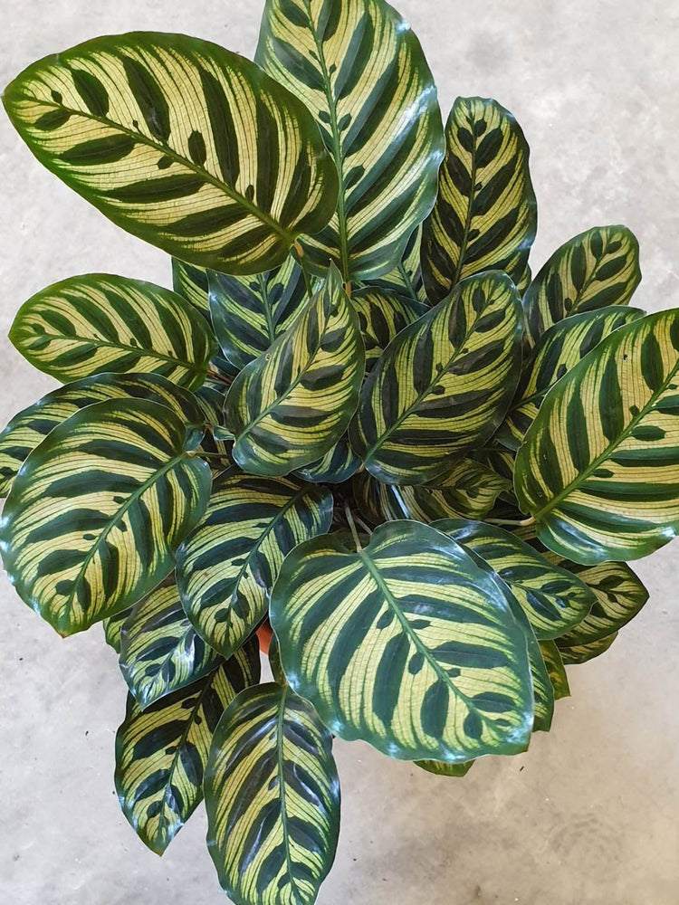 Calathea Makoyana