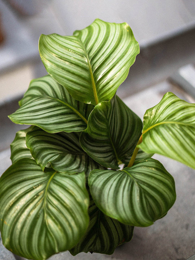Calathea Orbifolia