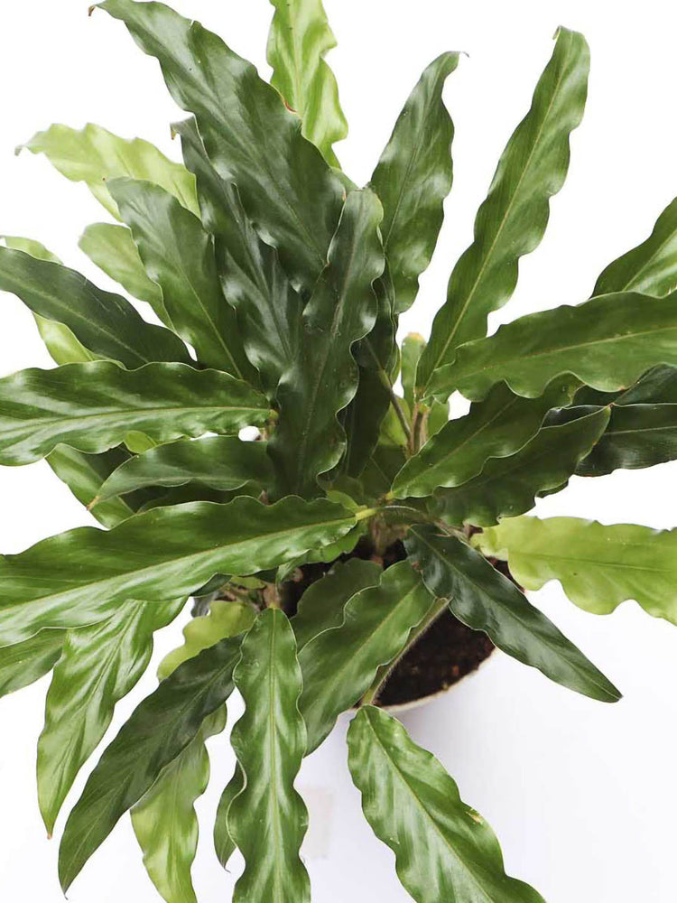 Calathea Rufibarba