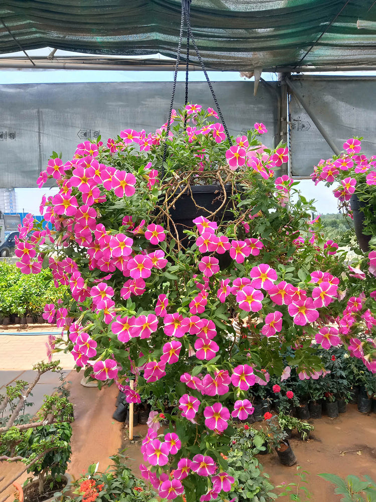 Calibrachoa White Striped Plant or Million Bells with Green coloured leaves and Pink and White coloured flower