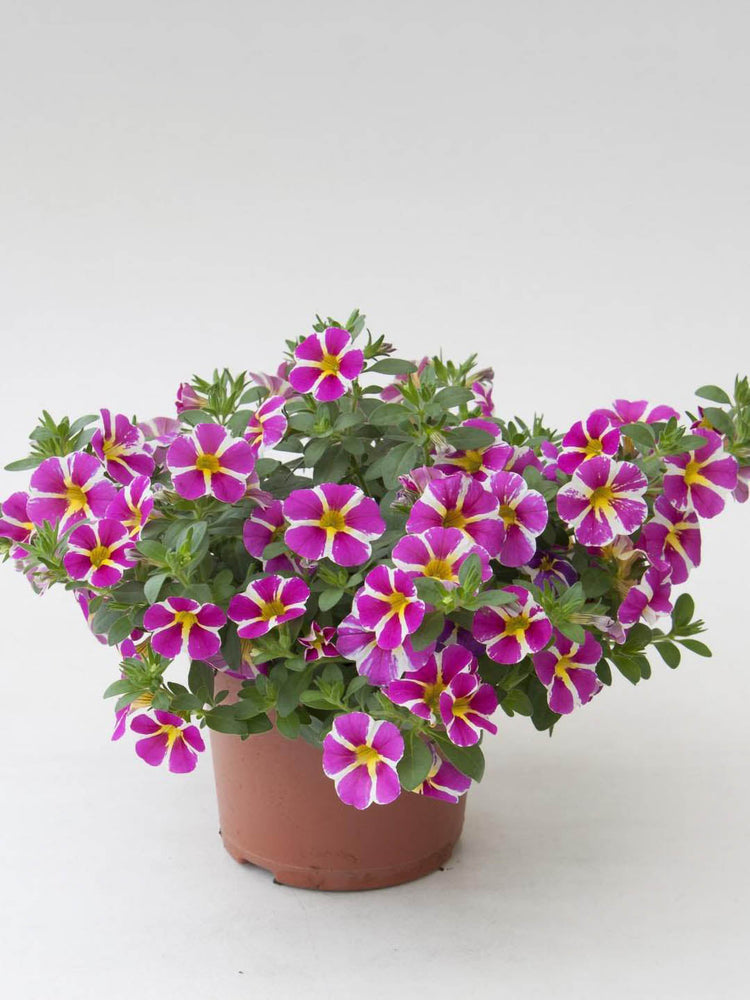 Calibrachoa White Striped