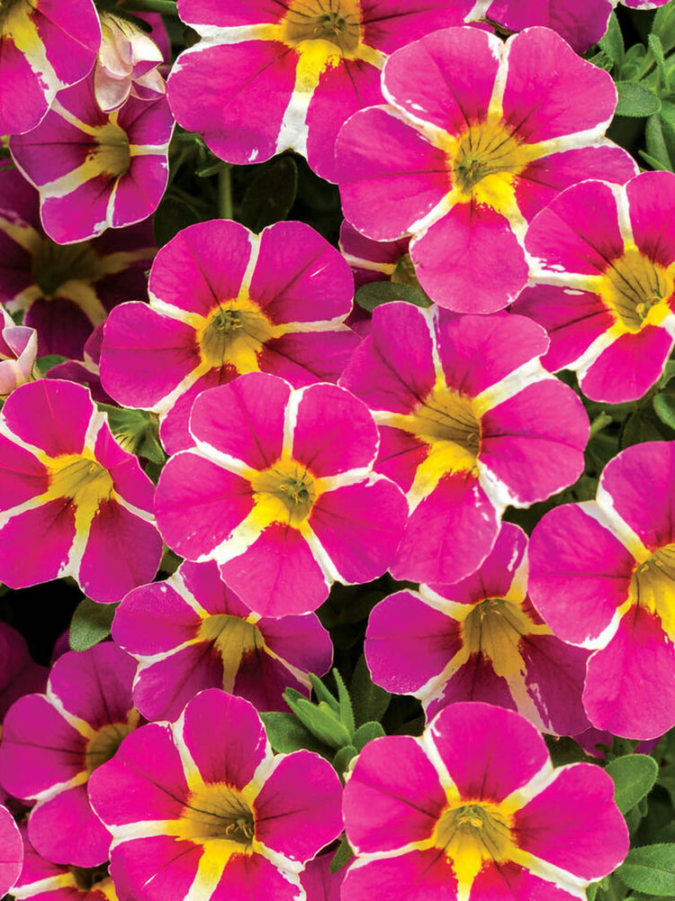 Calibrachoa White Striped