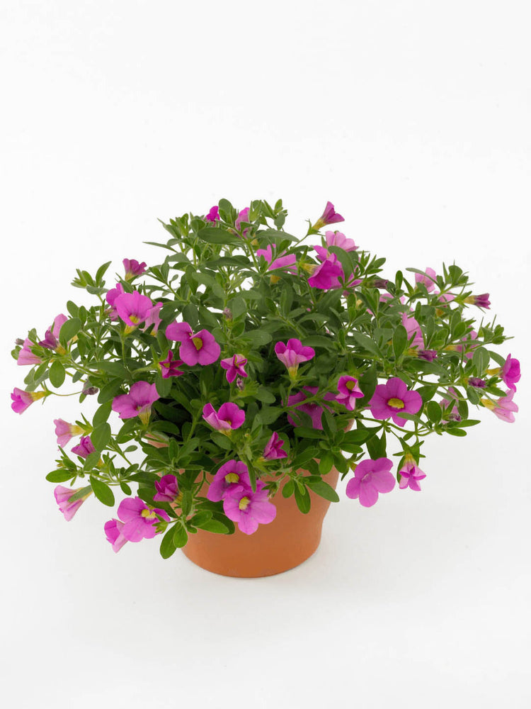 Calibrachoa Pink Plant or Million Bells with Green coloured leaves and Pink coloured flower