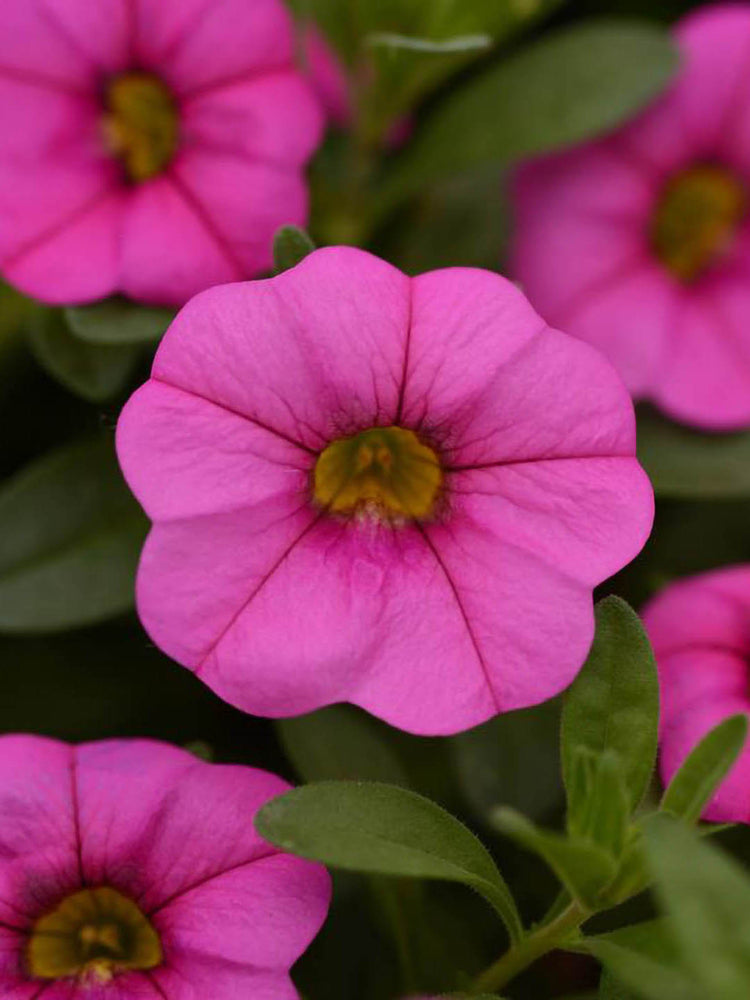Calibrachoa Pink