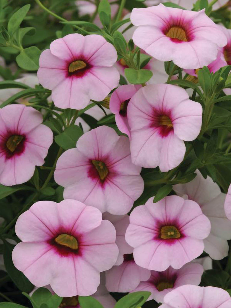 Calibrachoa Rosy Pink Plant or Million Bells with Green coloured leaves and Light Pink coloured flower