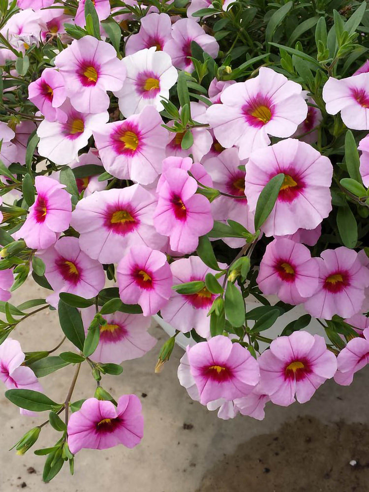 Calibrachoa Rosy Pink