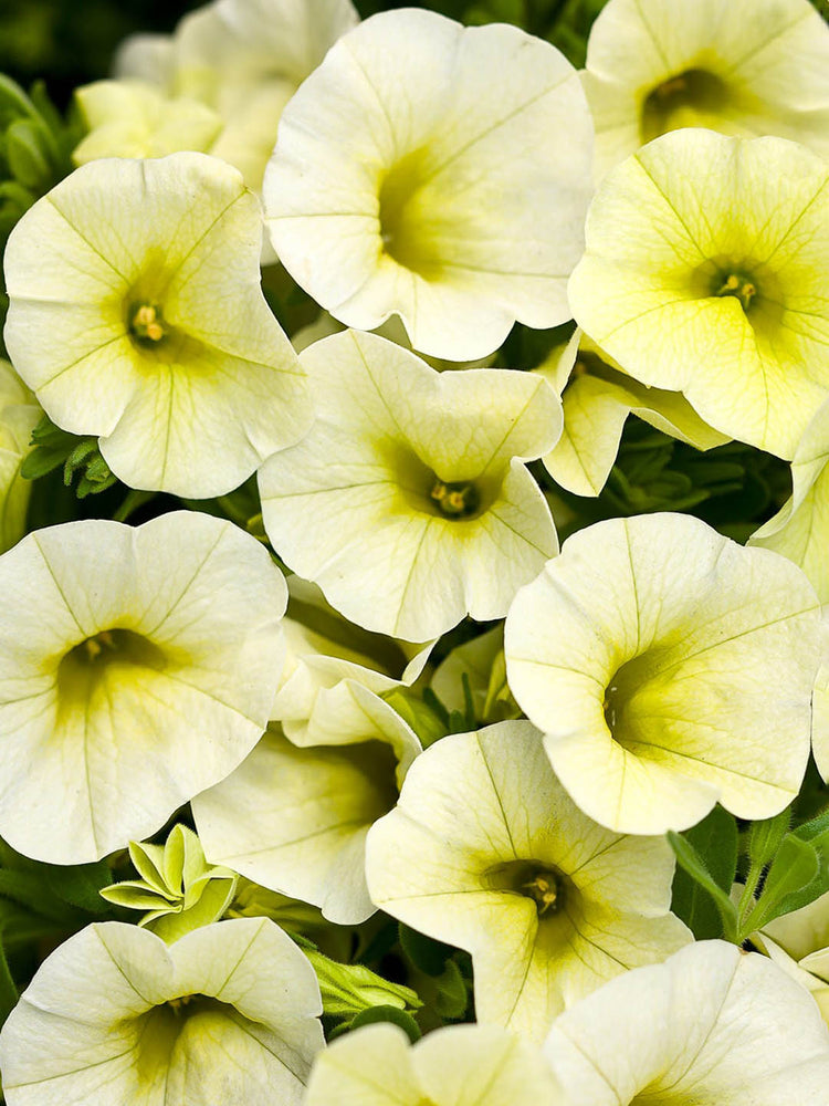 Calibrachoa Yellow Chiffon