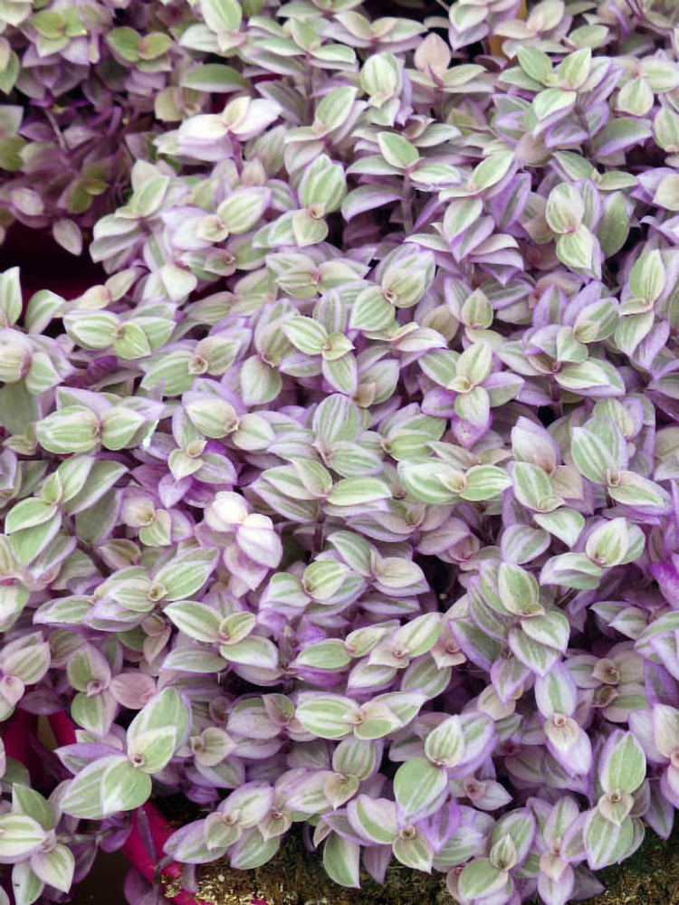 Callisia Repens Green