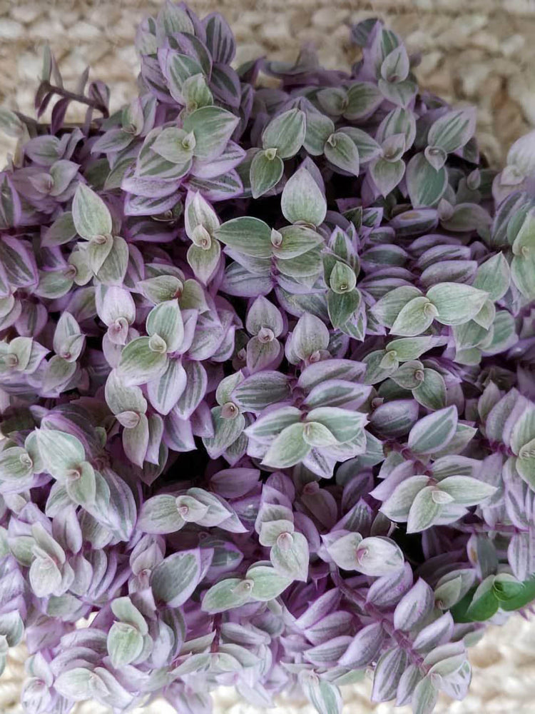 Callisia Repens Pink Lady